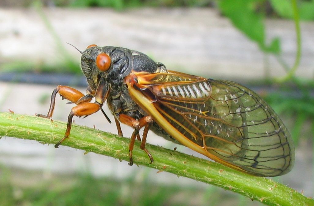 Eric Wenger of Complete Lawn Care talks about Cicadas in The Seed Newsletter