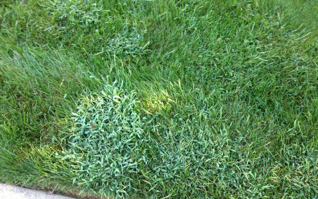 “Real Life Lawn Care” Series: What is Crabgrass and How Do You Stop it?