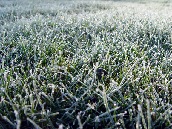 7 Tips for Winterizing Your Lawn and Landscape