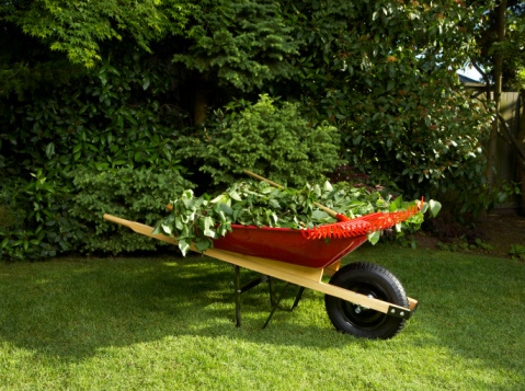 Red Wheel Barrow with Foliage and Grass