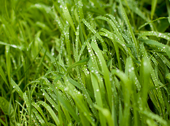 Water Droplets on Grass Sm