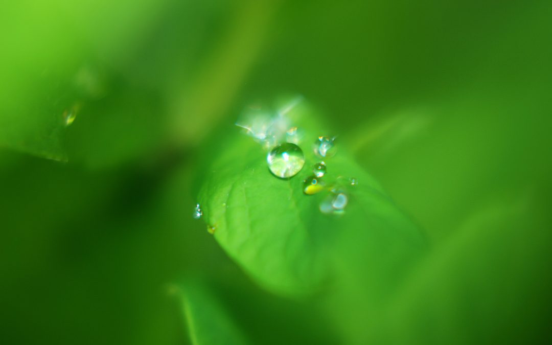 Conserving Water in Maryland