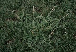 Lawn Weeds- crabgrass