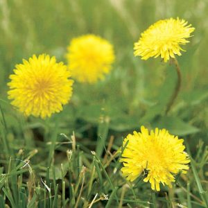 Lawn Weeds- dandelion