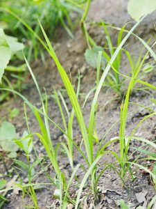 Lawn Weeds- nutsedge