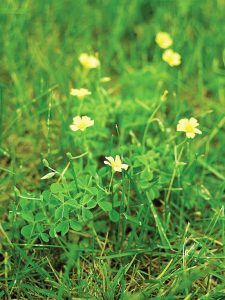 Lawn Weeds- oxalis